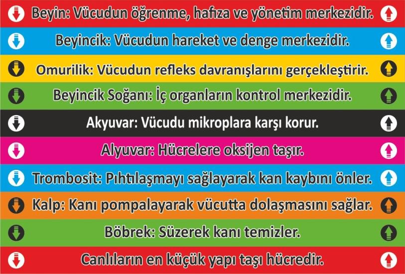Merdiven Yazısı 29 (Laminasyonlu)